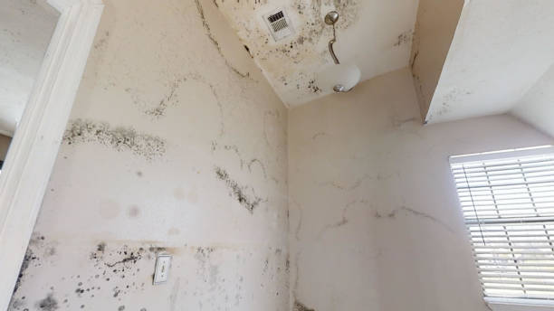 Best Mold Prevention Services  in Peoria, IL