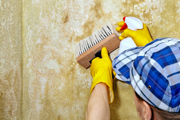 Best Basement Mold Removal  in Peoria, IL