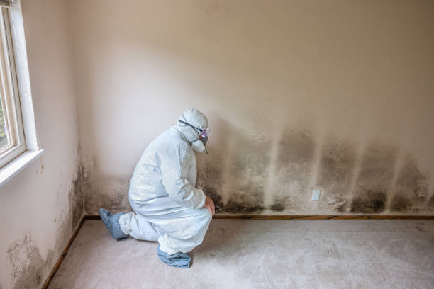 Best Mold Remediation for Healthcare Facilities  in Peoria, IL