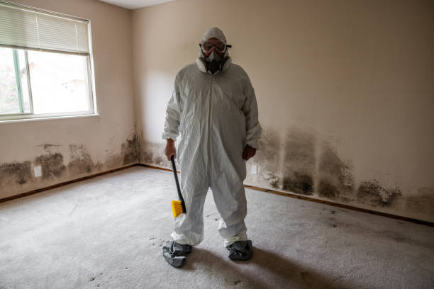 Best Attic Mold Removal  in Peoria, IL